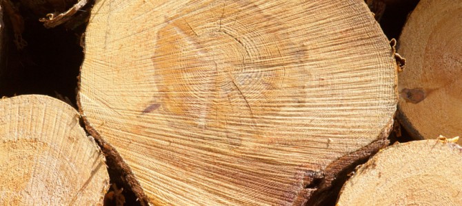 Miškų kirtimų norma Lietuvoje lieka tokia pati, kaupiamas medienos rezervas