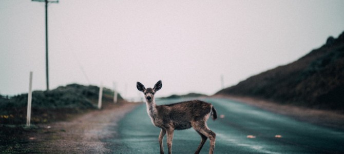 Į autoįvykius kas savaitę pakliūva keli šimtai gyvūnų: primename važiuoti lėčiau