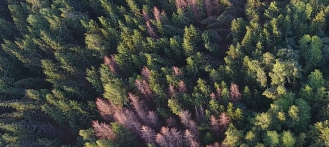 Miškininkai intensyviai žvalgo miškus, užkirsdami kelią vienam pavojingiausių medžių kenkėjų – žievėgraužiui tipografui