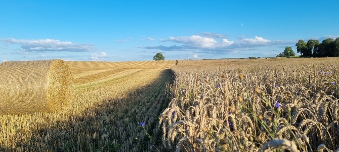 Iššūkis derlių skaičiuojantiems Alytaus rajono ūkininkams – mažos supirkimo kainos