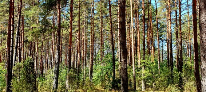 Tarptautinę miškų dieną – naujausia informacija apie Lietuvos miškus