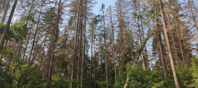 Ar galiu savo miške iškirsti sausuolius ir ko tam reikia?